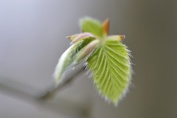 beech tree isolated leaf and bud opening macro