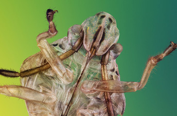 Extreme macro photo of the exoskeleton of a larva of a bug.