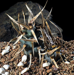 Cactus. Tephrocactus articulatus var. papyracanthus. A unique studio photographing with a beautiful  imitation of natural conditions on a stones background.
