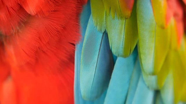 Close up of Red Amazon Scarlet Macaw parrot or Ara macao, in tropical jungle forest. Wildlife Colorful selective focus portrait of bird with vibrant feathers from exotic nature.