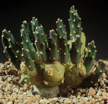 Cactus. Tephrocactus muell. A unique studio photographing with a beautiful  imitation of natural conditions on a black background.