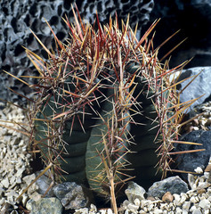 Cactus.Thelocactus bicolor var. schottii. A unique studio photographing with a beautiful  imitation of natural conditions on a background.