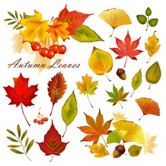 秋　紅葉　葉　セット　ベクター