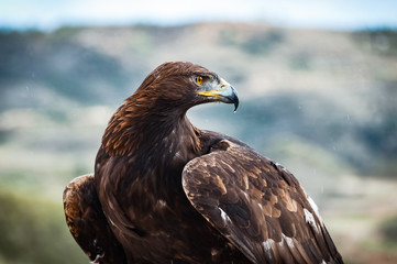 eagle under rain