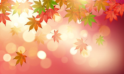 紅葉 秋 もみじ 背景