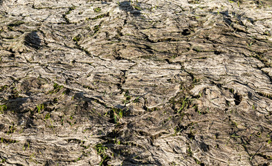 green grass grows from a dried up swamp