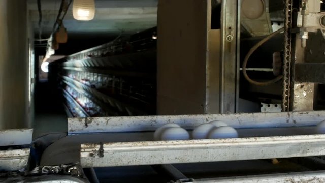 Poultry factory for making chicken eggs, chicken eggs go by conveyor, close-up, broilers