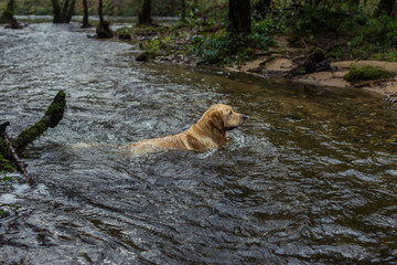 Golden retriever en el rio