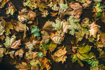 autumn leaves in a pool