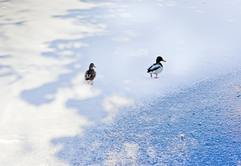 Two ducks on ice