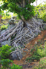 Vietnam. Nha Trang City. root