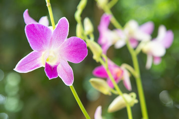 Beautiful orchid. Purple Dendrobium sonia (Orchidaceae)