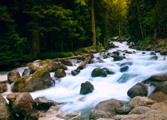 river in the forest