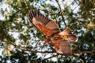 falcon in flight