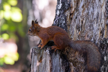 squirrel on the tree