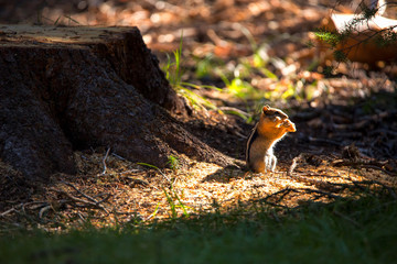 a little chipmunk with a face full of food