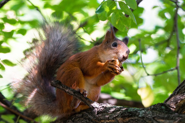 squirrel on the tree
