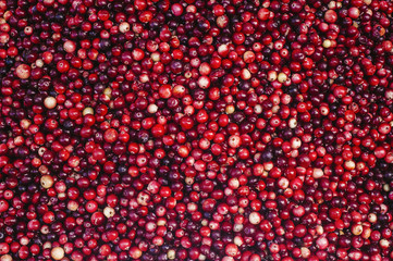 Cranberry. Cranberry background. Cranberries in water. Food background.