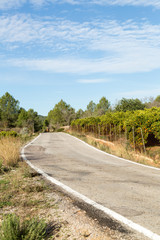 Fototapeta na wymiar Clementinodling vid asfaltsväg i Spanien