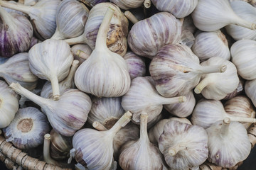 White garlic pile texture. Fresh garlic on market table closeup photo.