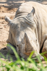 Nashorn 2