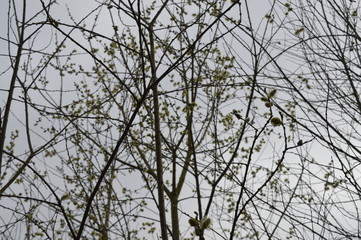 spring buds on bare branches 