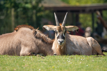 Antilope