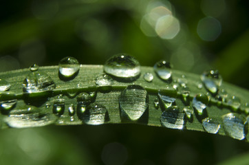 Sparkling rain drops on the grass on sunny summer day