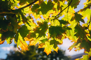 autumn leaves on a tree