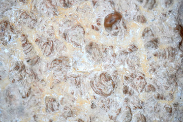 Old shells fossil in stone background
