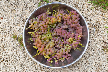 Red grapes in a bowl