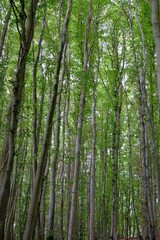 long trees 3