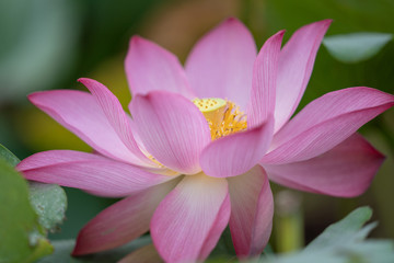 Lotus Flowers in pond