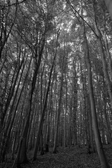 forest black and white