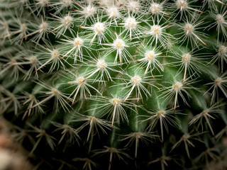 Cactus Green Thorns Arranging