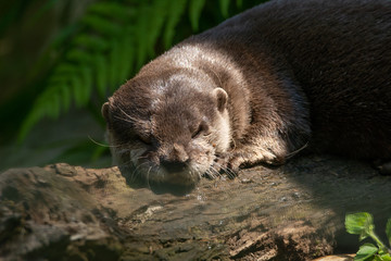 Obraz premium Otter 3