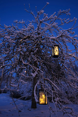 Lanterns and Christmas lights hanging in rowan tree branches. WInter time at dusk.