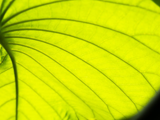 The Abstract of The Bright Leaf