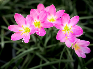 Pink Rain Lily Flowers Blooming