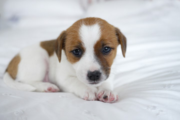 Cute puppy on a white bed