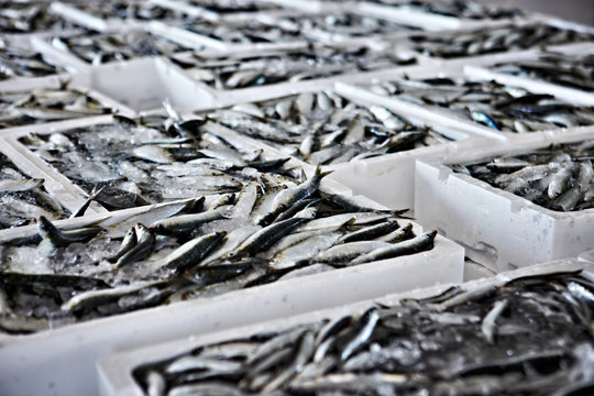 Fish in white containers