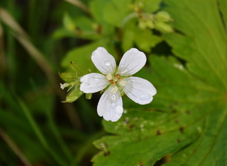 White forest flower with dew drop on green grass background