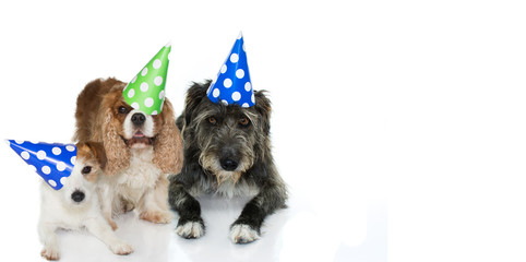 Fototapeta na wymiar TREE DOGS CELEBRATING A BIRTHDAY PARTY WEARING A BLUE, GREEN AND WHITE POLKA DOT HAT, LYING DOWN. ISOLATED AGAINST WHITE BACKGROUND.