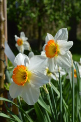 Obraz na płótnie Canvas Spring Daffodils