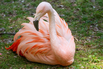 Flamingo