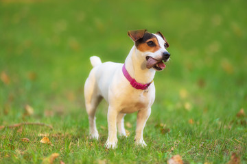 Obraz premium Jack Russell terrier dog in the park on grass meadow