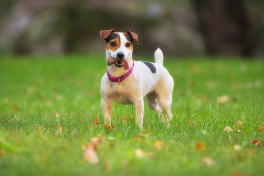 Jack Russell terrier dog in the park on grass meadow