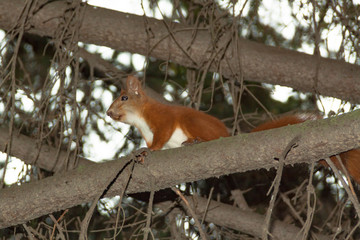 Obraz premium A beautiful squirrel sits on a branch.