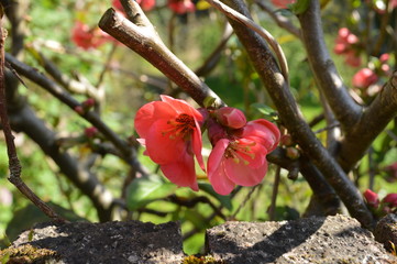 Pink Apple Tree Blooms