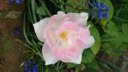 Beautiful Soft Rose